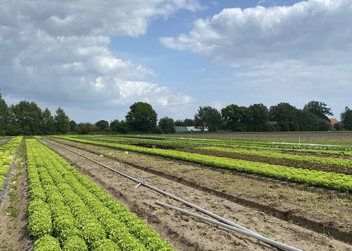 Regionale Bioprodukte Naturkost Kornblume Lingen